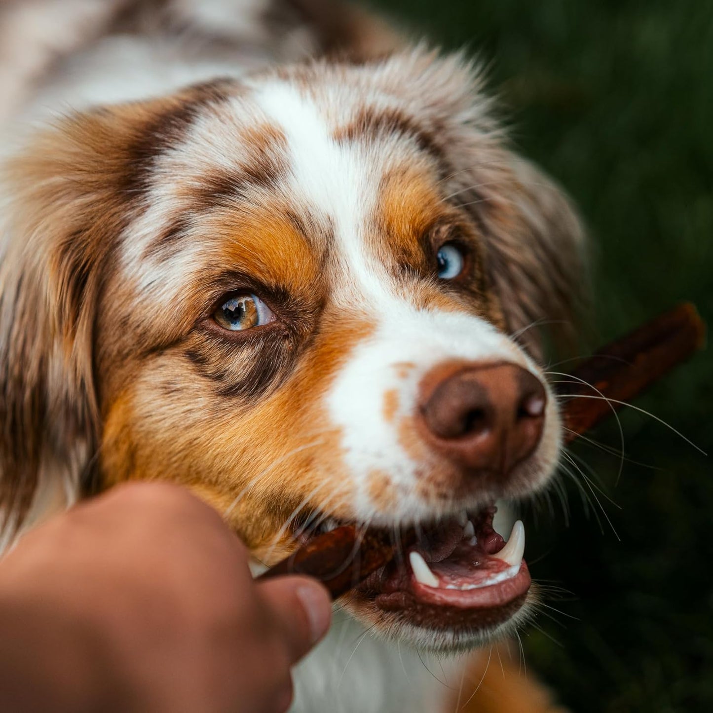 6 Inch Natural Collagen Sticks for Dogs 