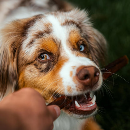 6 Inch Natural Collagen Sticks for Dogs 